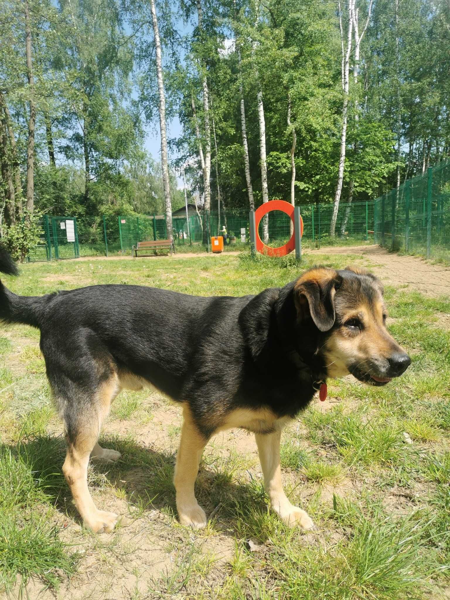 Rambo czeka na dom...