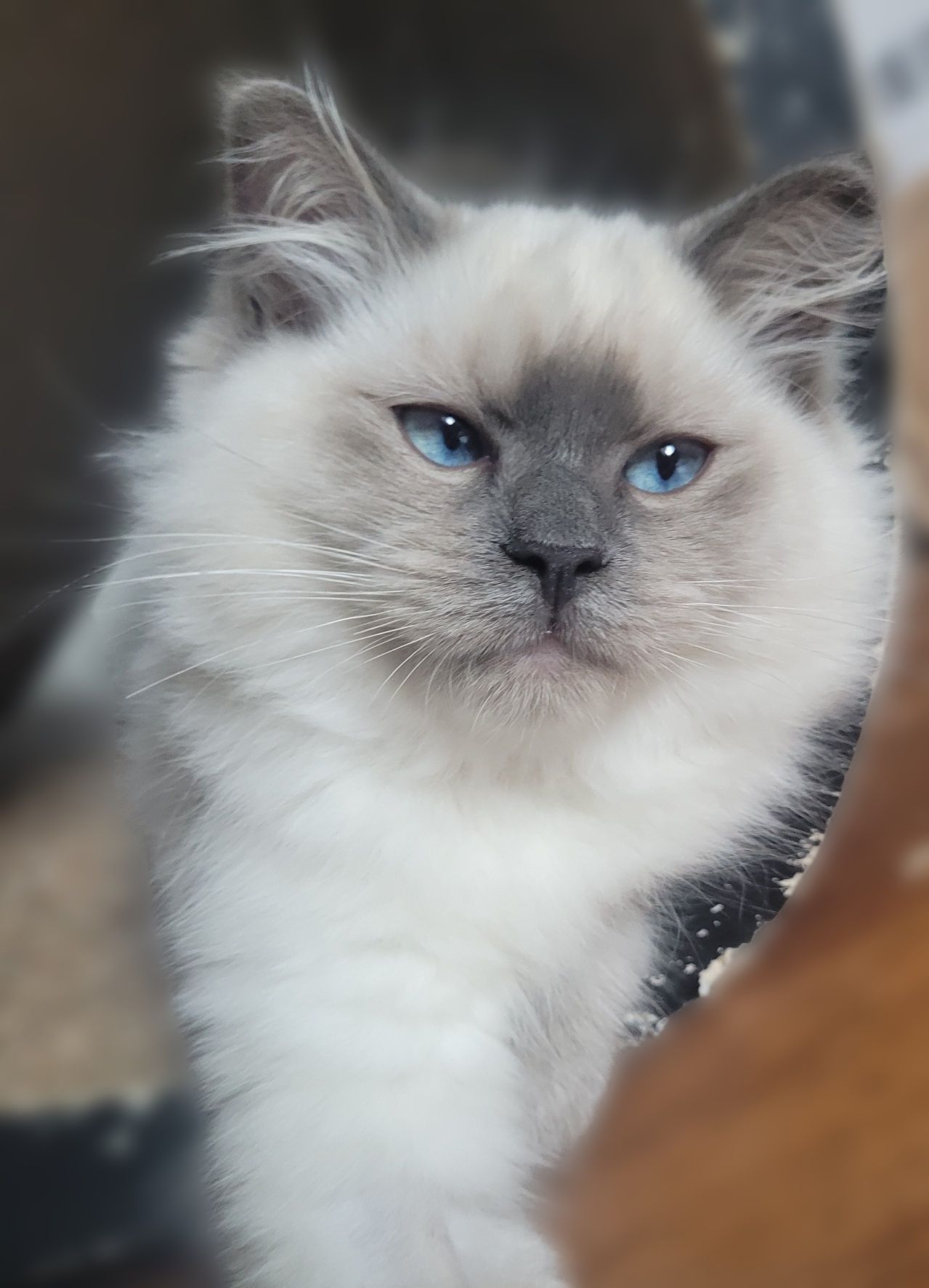 Kotka Ragdoll, gotowa do odbioru, już po kastracji