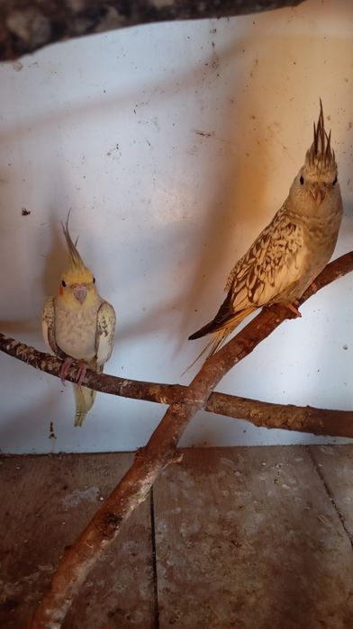 Caturra macho amarela