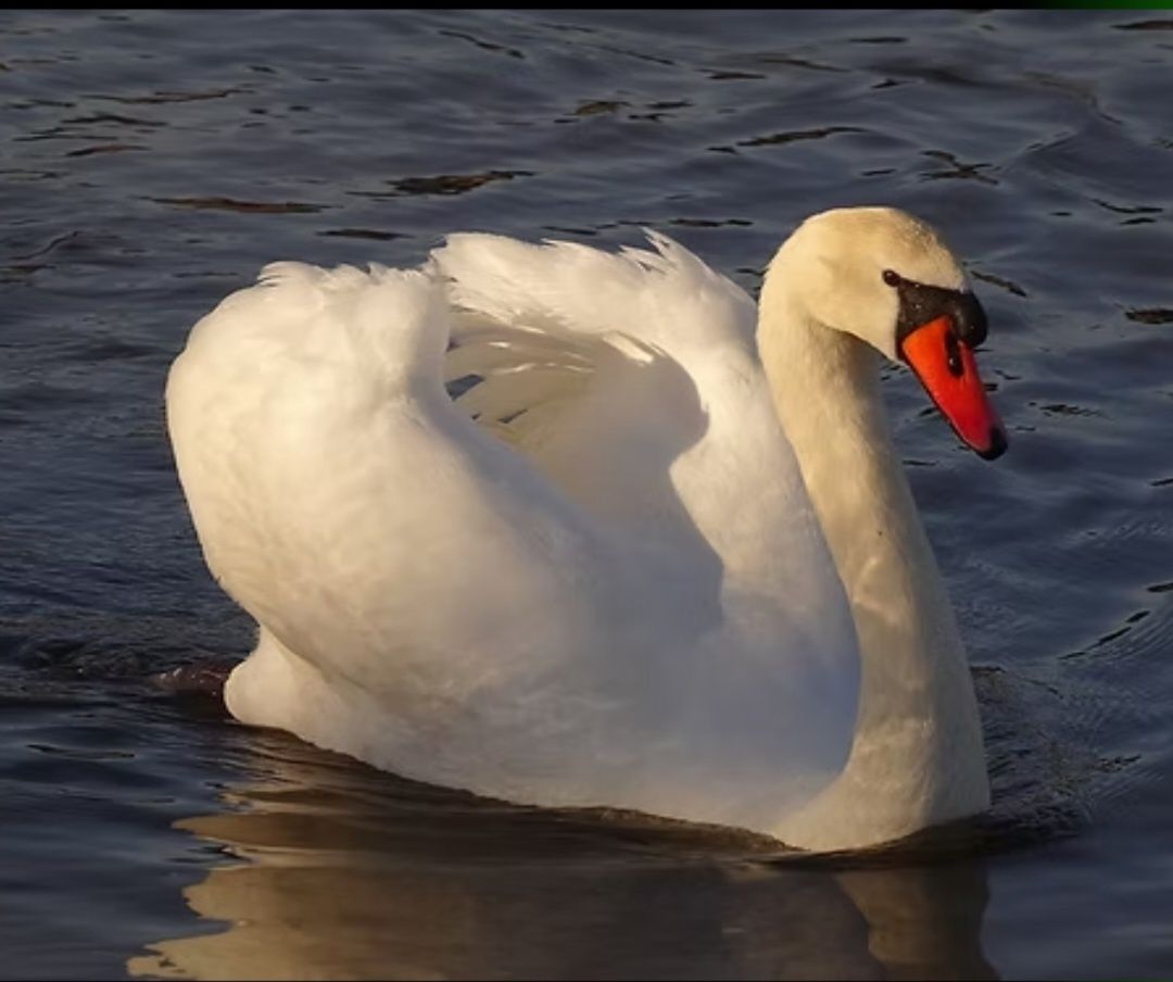 Cisne branco - ilha da Madeira