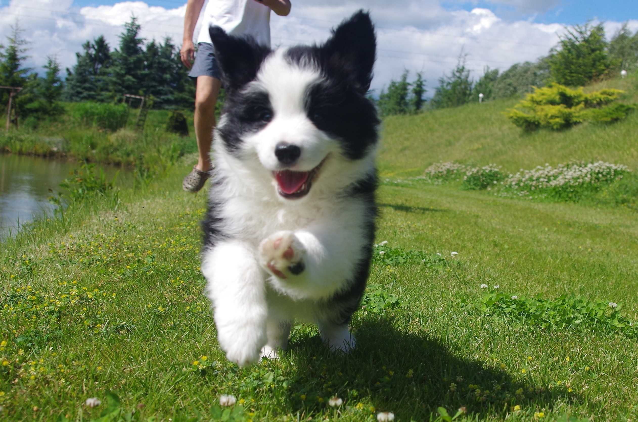 Border Collie - ZKwP/FCI śliczny piesek po Championach