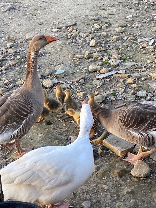 Ganso comum-ocidental, “Anser Anser”