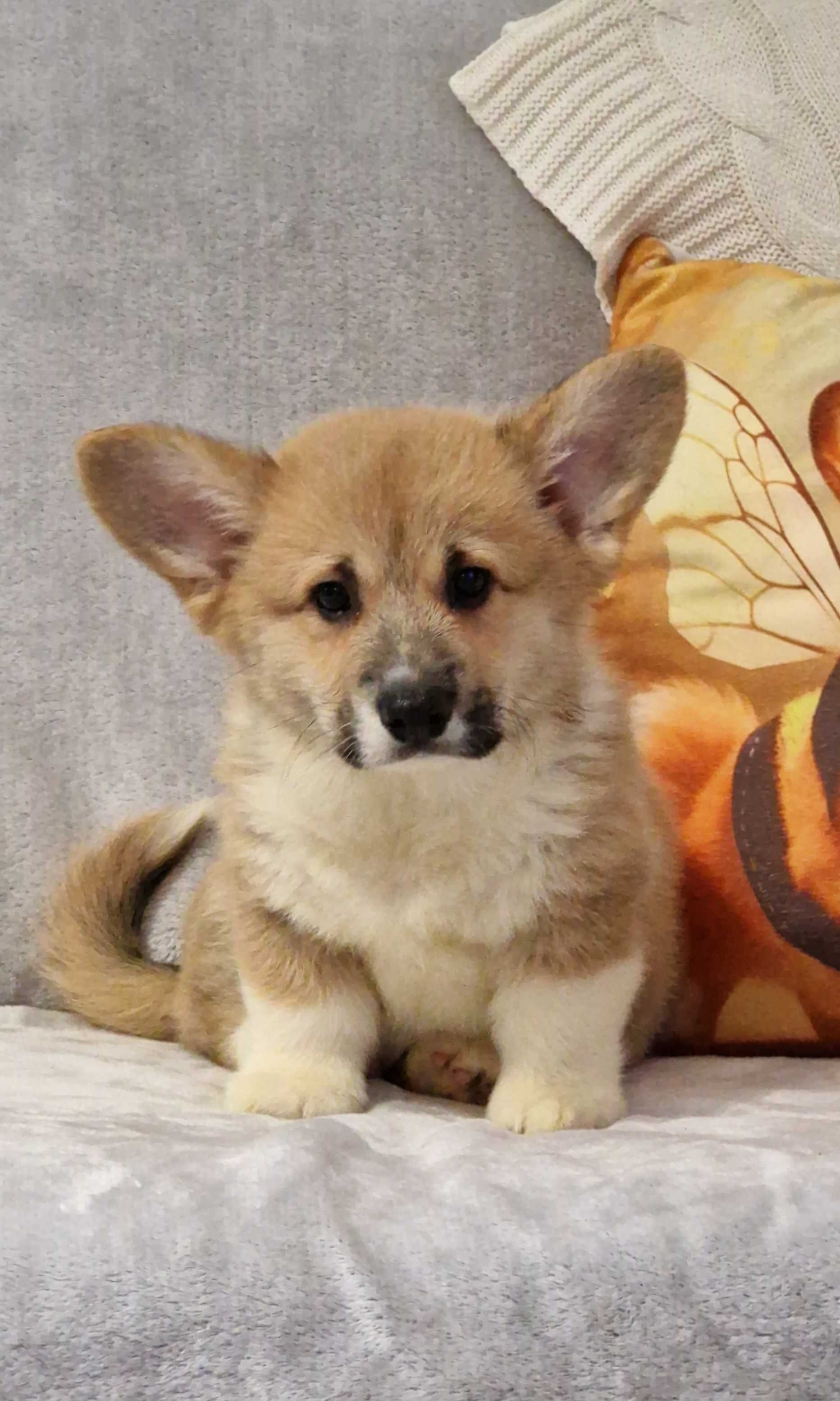 Welsh Corgi Pembroke, piesek z długim ogonkiem