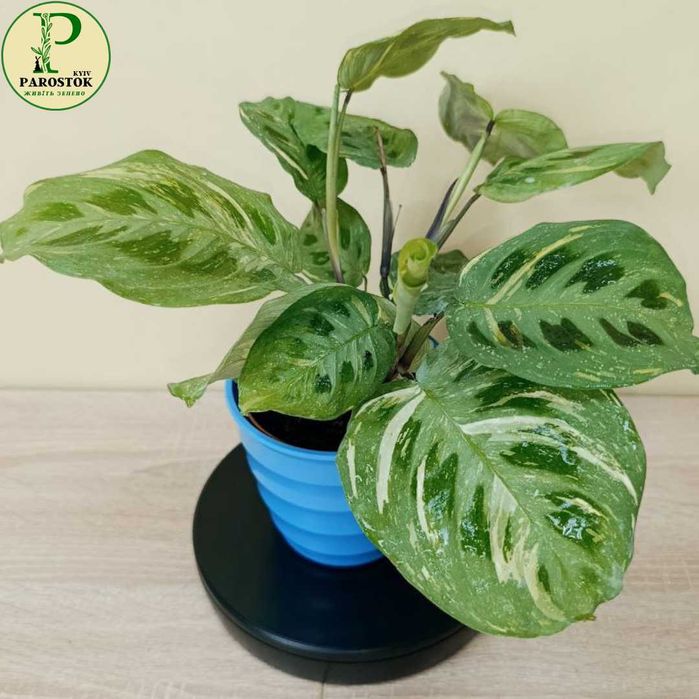 Маранта. Леуконеура Лемон Лайм. Б’юті Кім. Керховена. Тріколор.