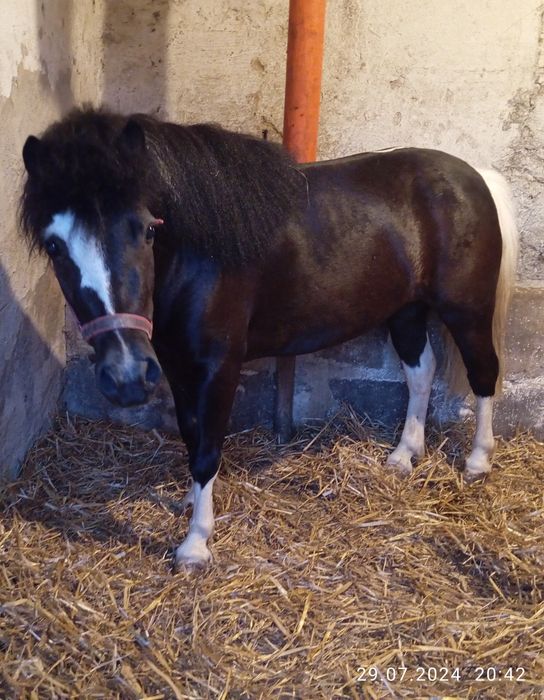 Sprzedam kucyka kobyłkę