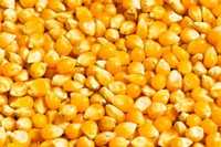 Kukurydza sucha 80zł za 100kg