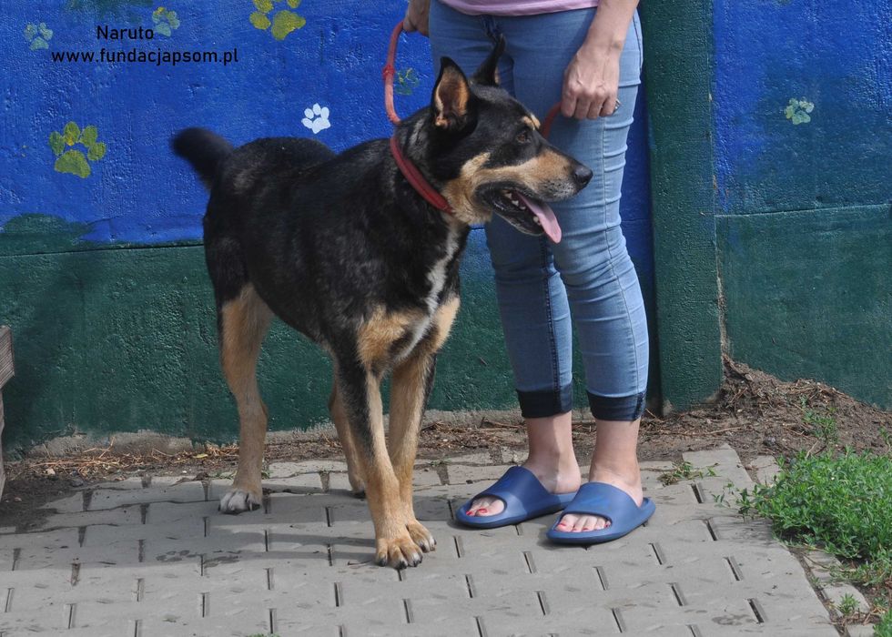 Naruto- poleca się do adopcji