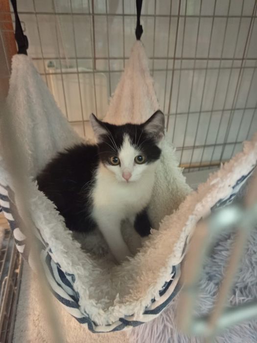 Mały Kocurek szuka domu niewychodzacego