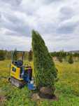TUJA SZMARAGD Thuja smaragd 250-270cm kopane maszyna TRANsport SZEROKA