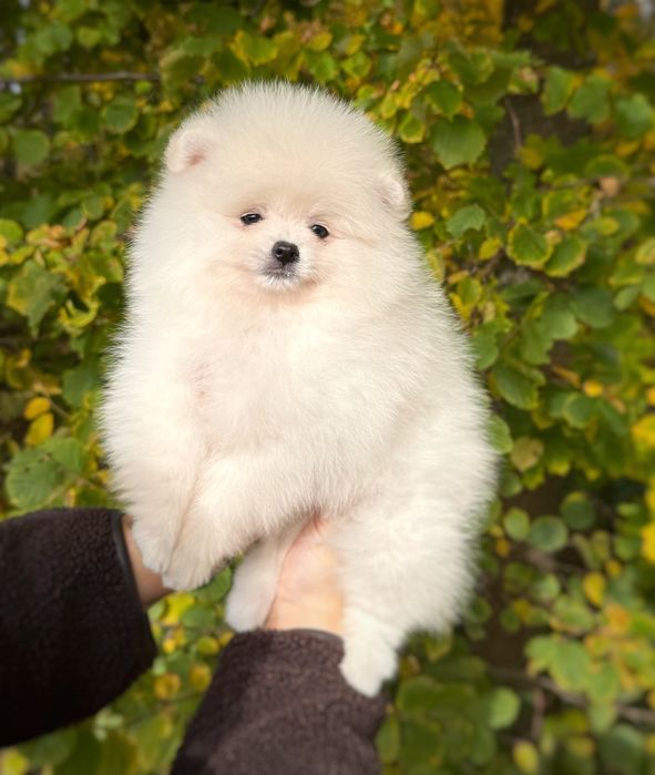 Samiec Pomeranian Szpic Miniaturowy Zkwp FCI Gotowy do zmiany domu