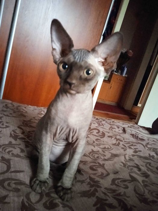 Канадський Сфінкс. Дівчинка 2,5 місяці.