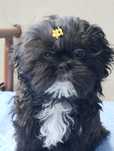 Suczka Shih-tzu.