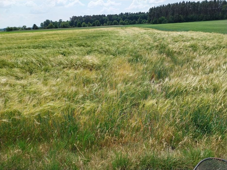 Pszenzyto tadeus i Meloman rok po centrali wyczyszczone