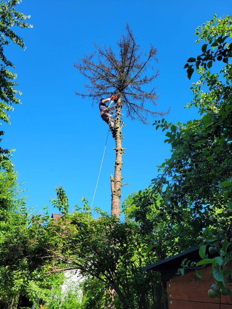 Cięcie drzew metodą alpinistyczną