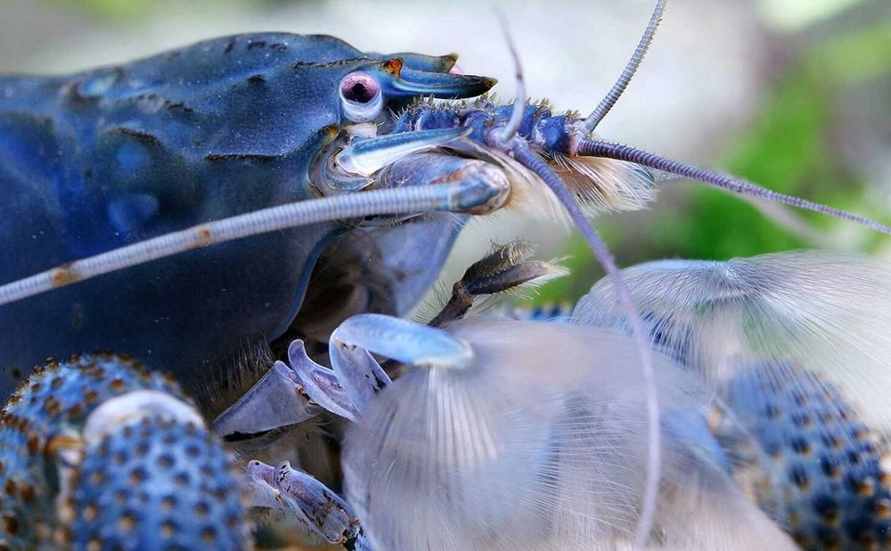 GB Krewetka Gabońska - dowóz ryb!