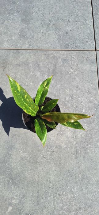 Philodendron ring of fire filodendron