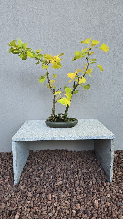 Bonsai Ginkgo Biloba