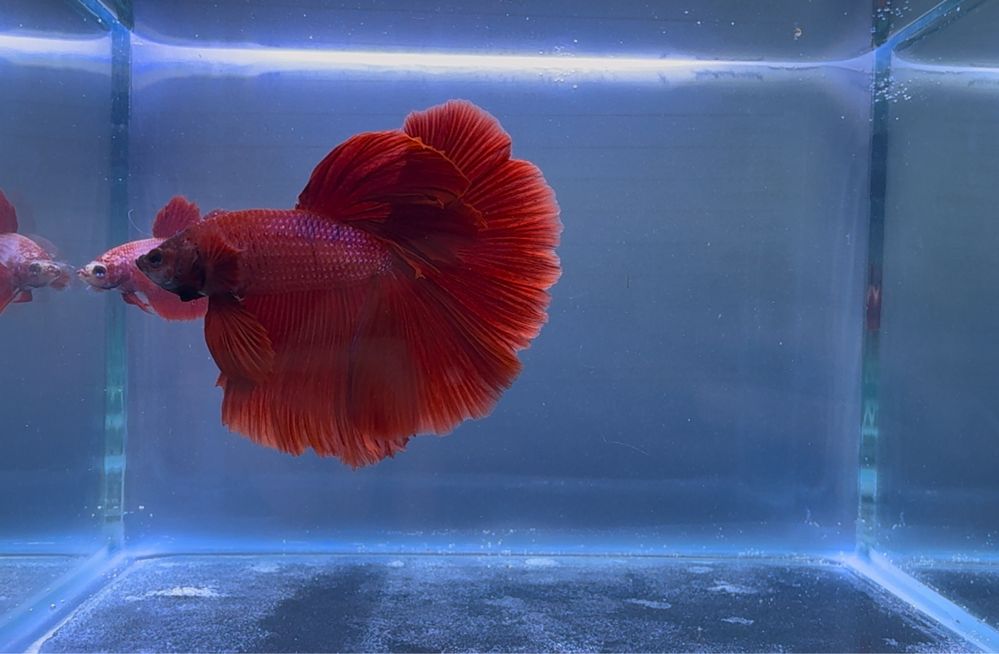 Casal de Bettas Super Red Halfmoon