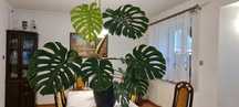 Monstera deliciosa dziurawa piękny duży kwiat olbrzymie liście