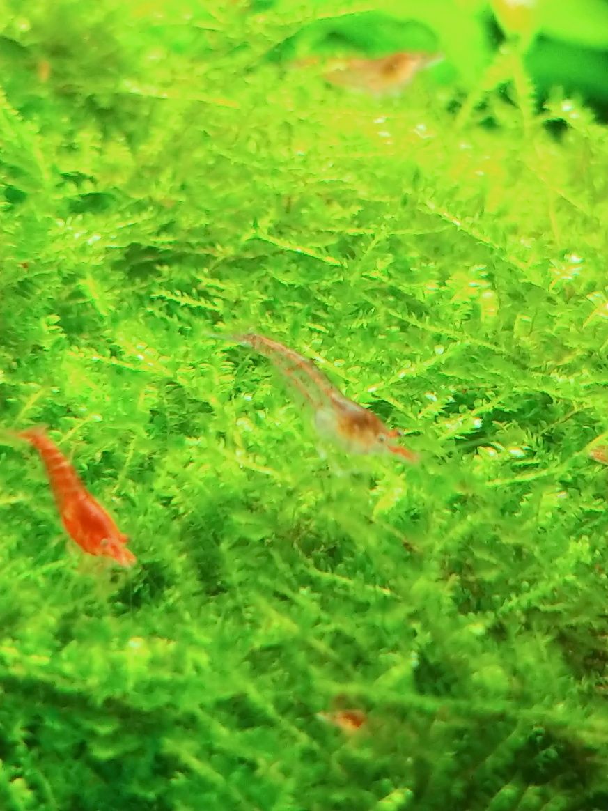 Krewetki Red Cherry Neocaridina davidi