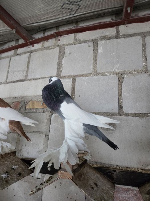 Garłacz Siodłaty Łapciaty (czeski) !!!