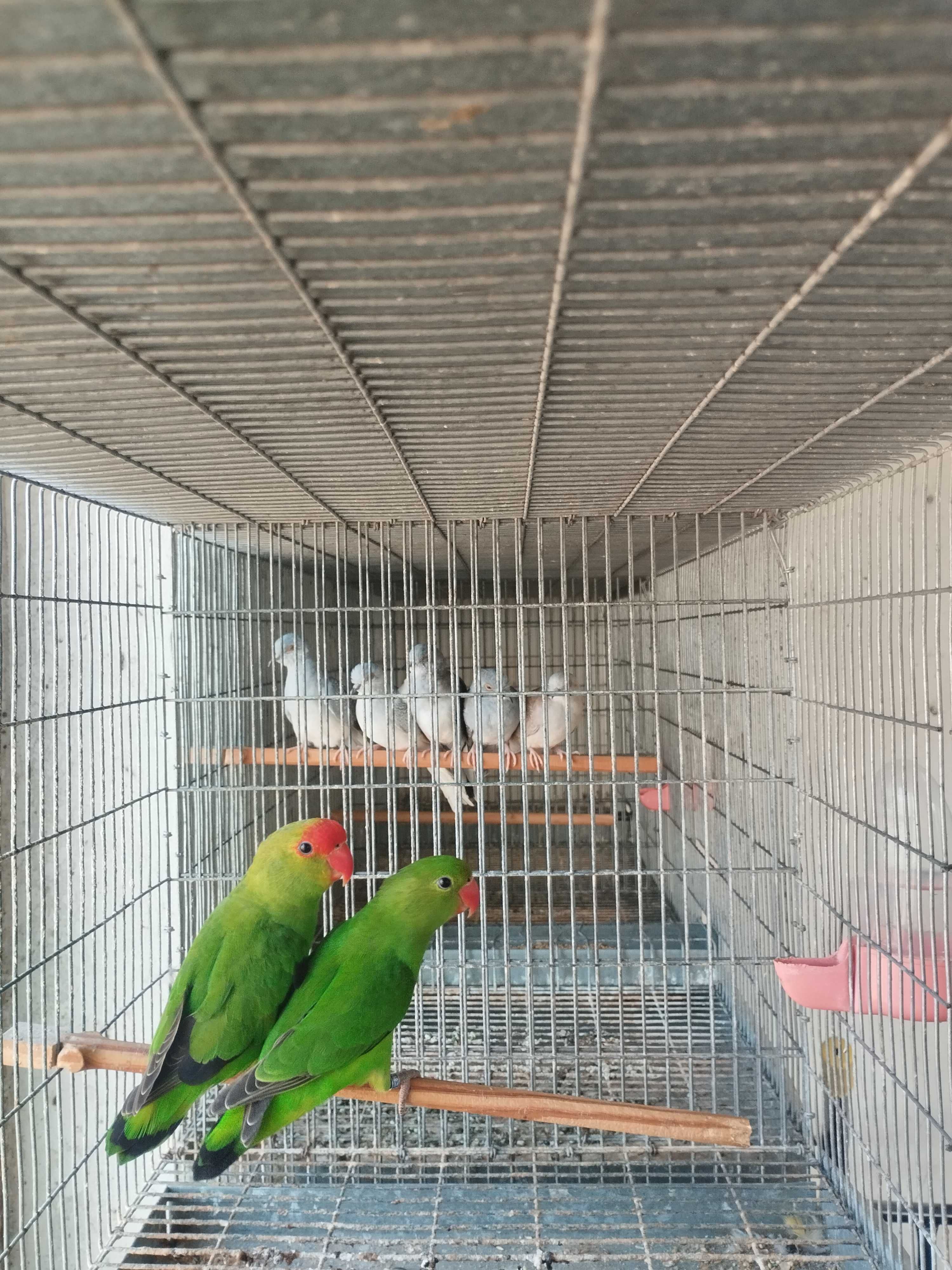 Agapornis tarantas reprodutores