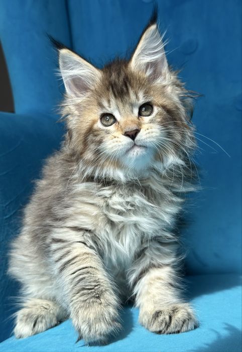 Kocięta koteczka szylkretka Maine Coon