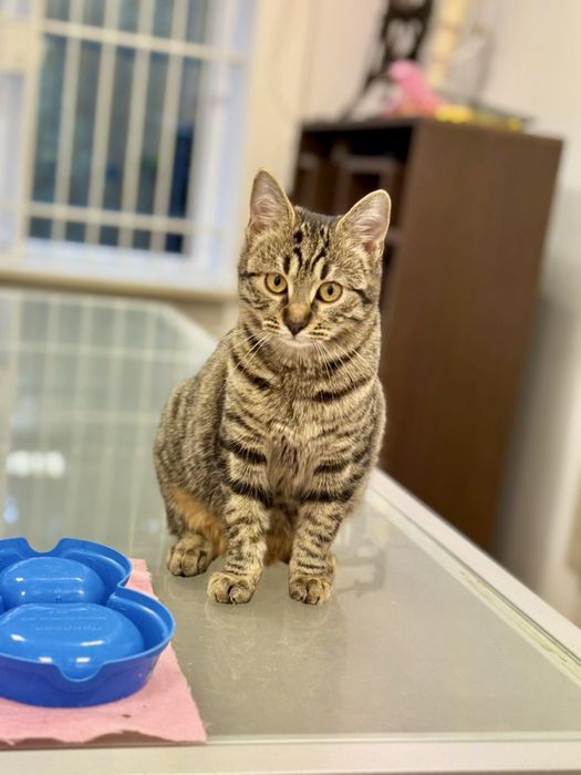 Кошенята,5 міс,оброблені від бліх,глистів,вакциновані,ходять на лоток