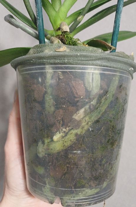 Орхідея Бріон пелор