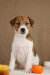 piesek Jack Russell terrier ZKWP/FCI szorstkowłosy