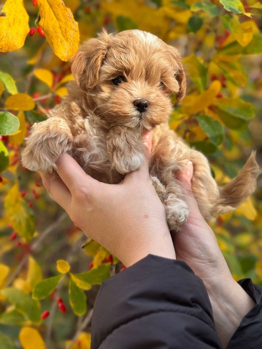 Міні хлопчик Мальтіпу Ф1
