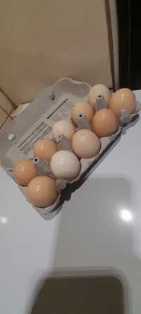 Świeże jaja od kur