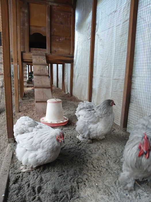 karzelek kochin karzelki kochiny mlodziez