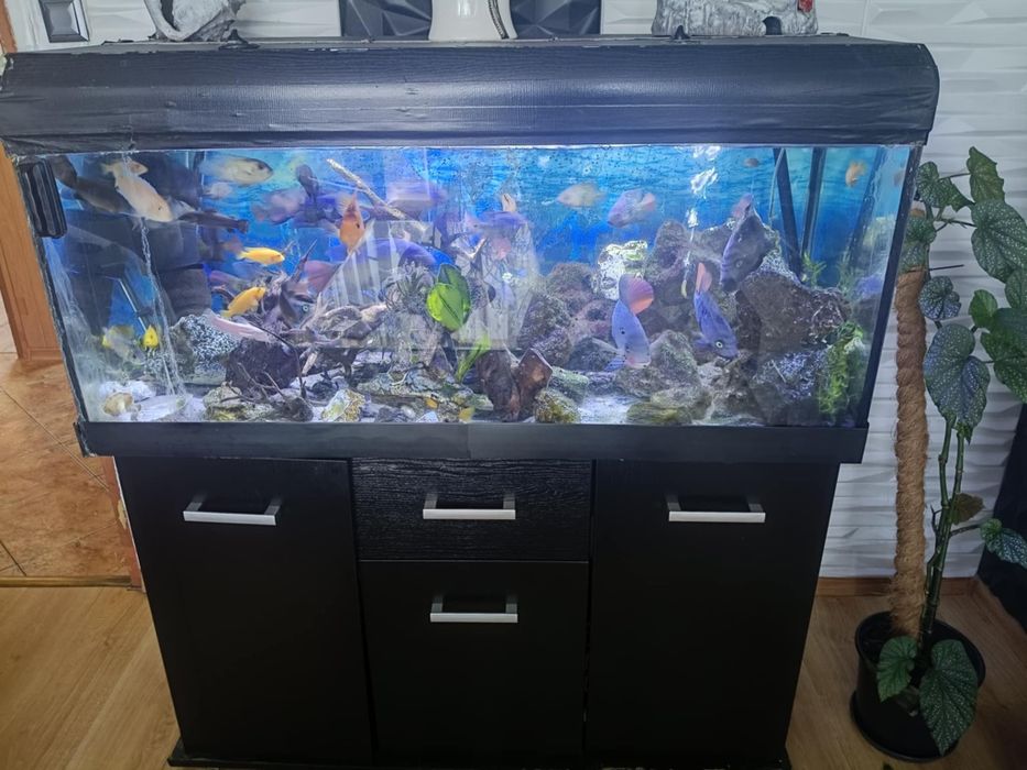 Akwarium 360 l z rybkami