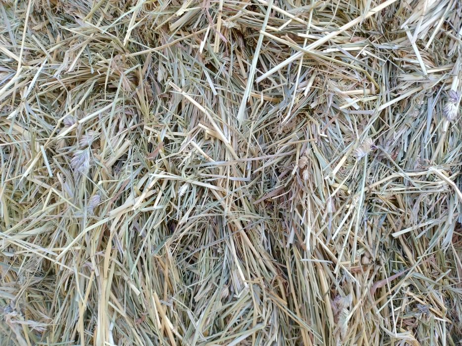 Sprzedam siano w kostkach