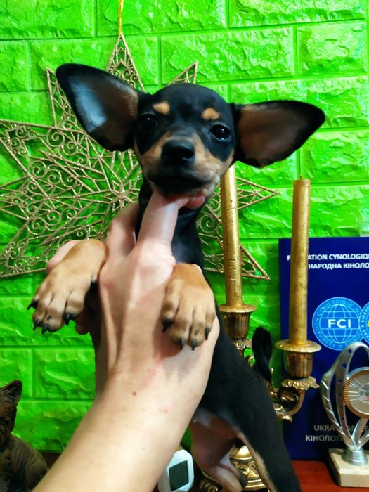 Шикарная тойка-брюнетка с перспективами! Док.КСУ.Чип,привита