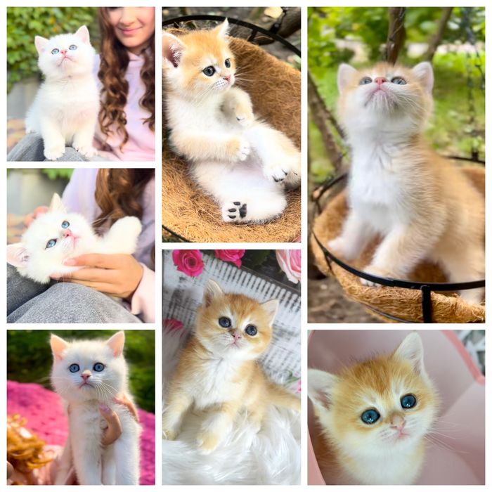 Британська золота шиншила