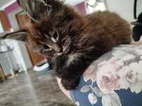 Cezar Maine coon