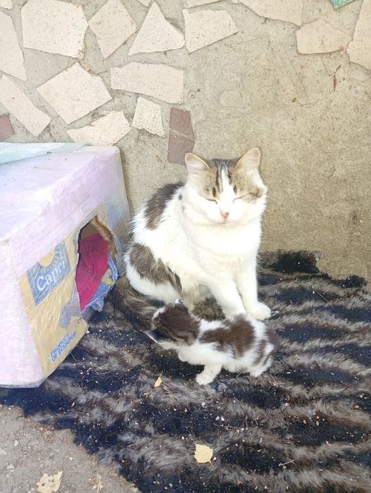 Шукаємо дім для кошенят