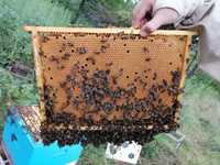 Odkłady pszczele 5 ramkowe na ramce wielkopolskiej