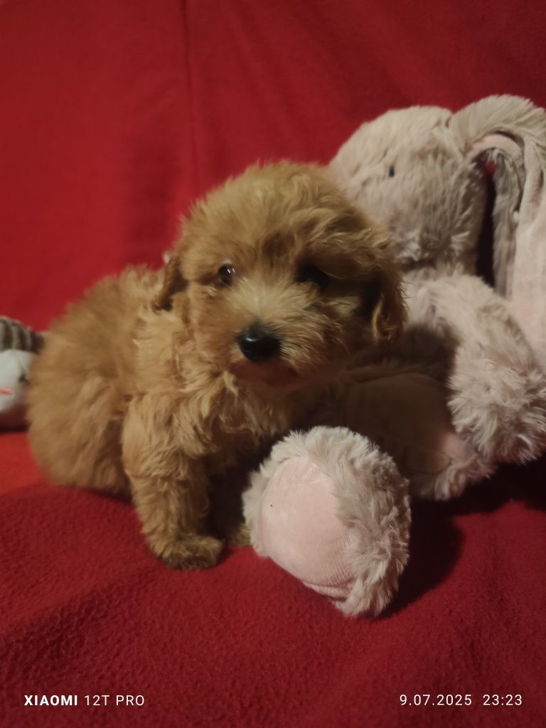 Maltipoo F1 piękna suczka