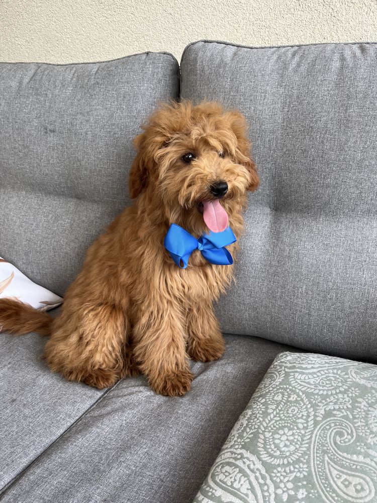 Cudowny cavapoo do odbioru