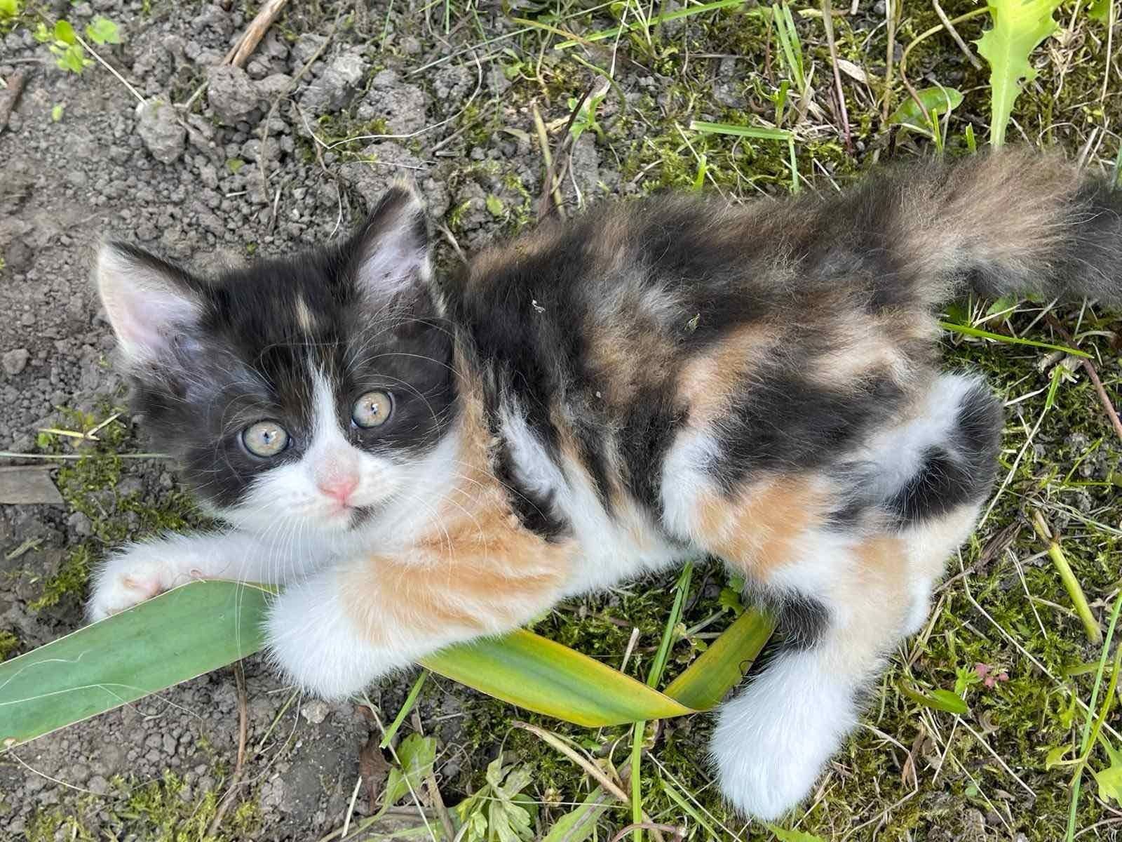 Кошенята в добрі руки