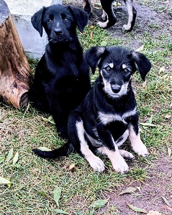 Oddam pieski w dobre ręce