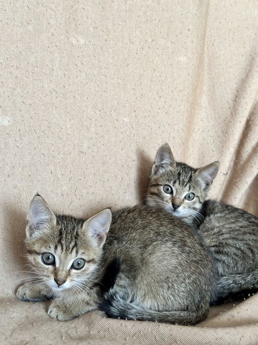 Віддамо в добрі руки кошенят