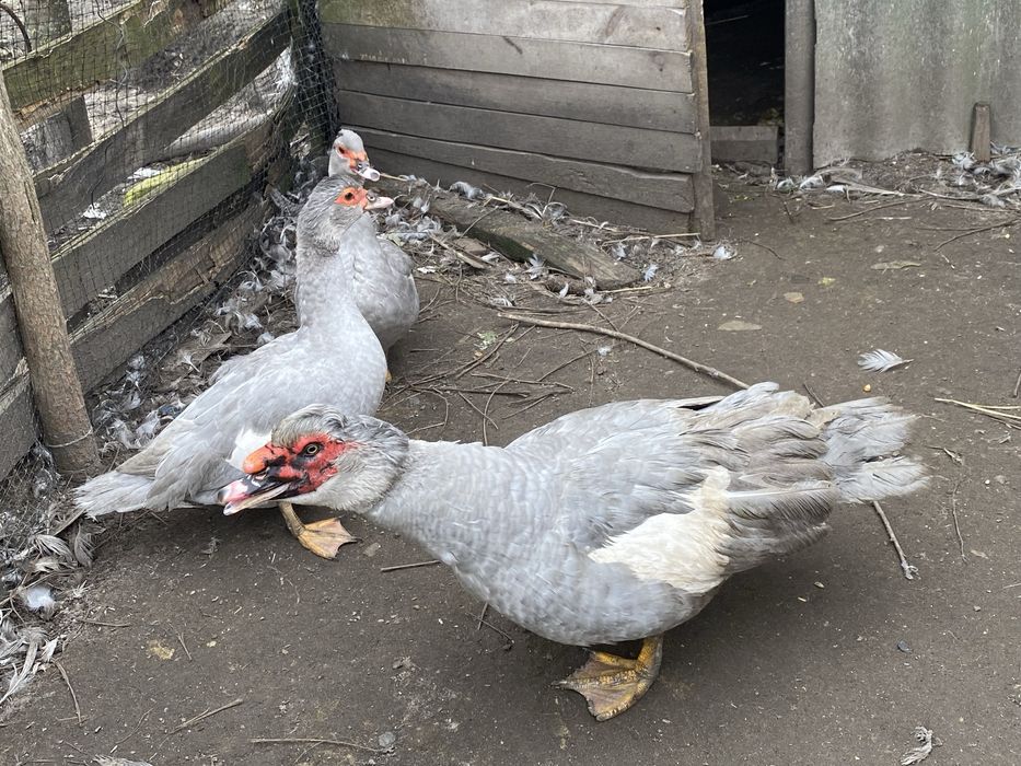 Мускусні качки німецької лінії