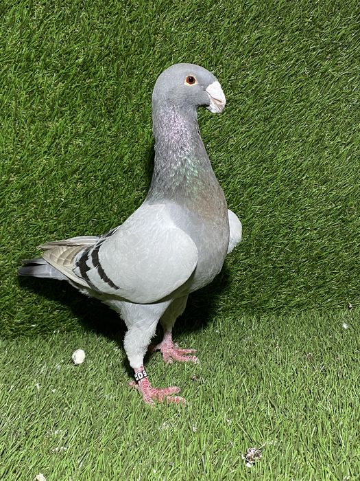 Niemiecki wystawowy