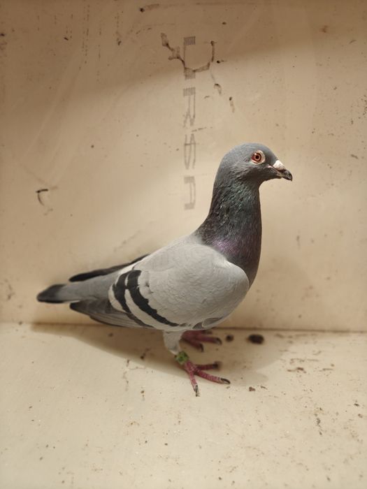 Gołębie pocztowe - Bosy Cieśla / Klaas-Kruger