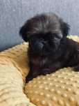 Piesek Loris 7tyg shih tzu Zkwp FCI