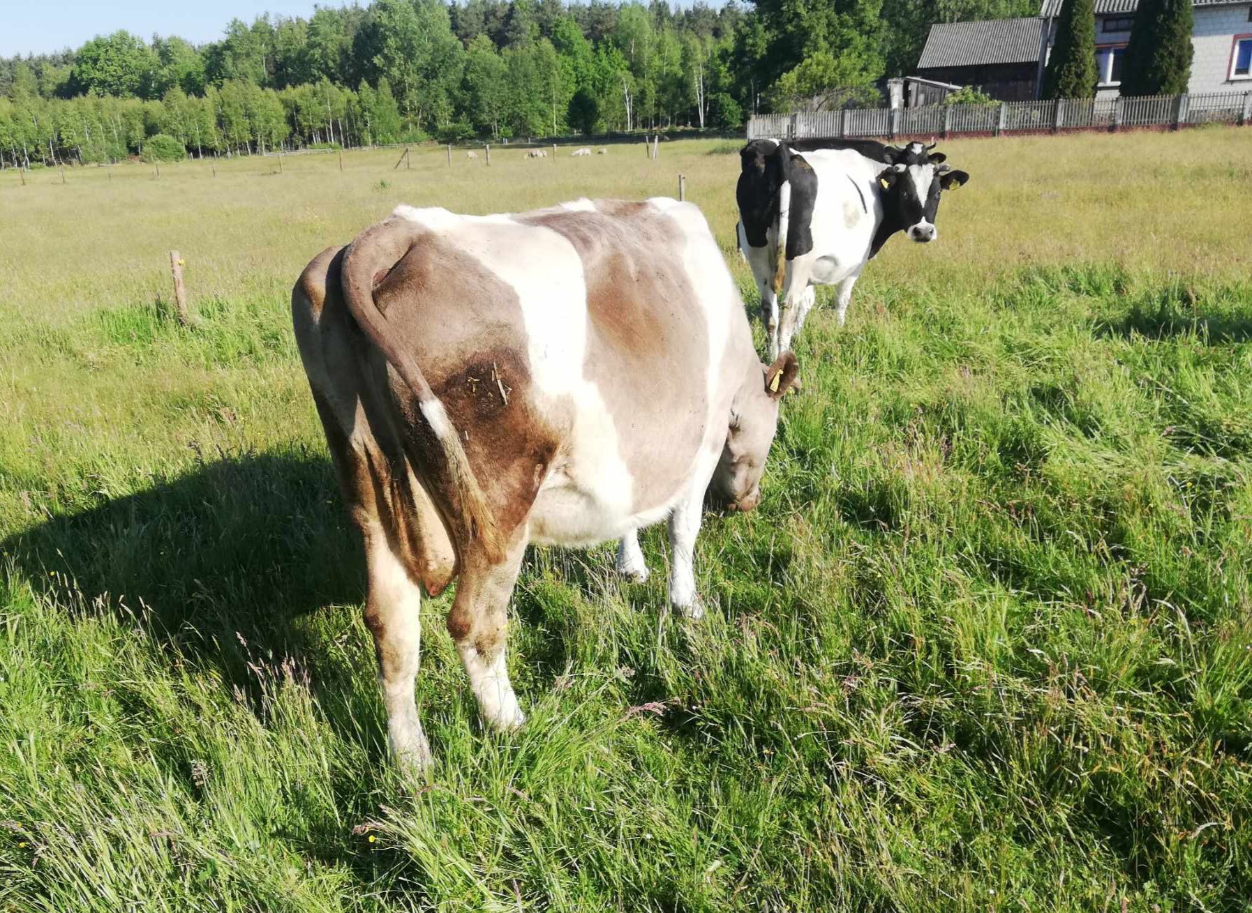 Sprzedam krowę, krowa mleczna